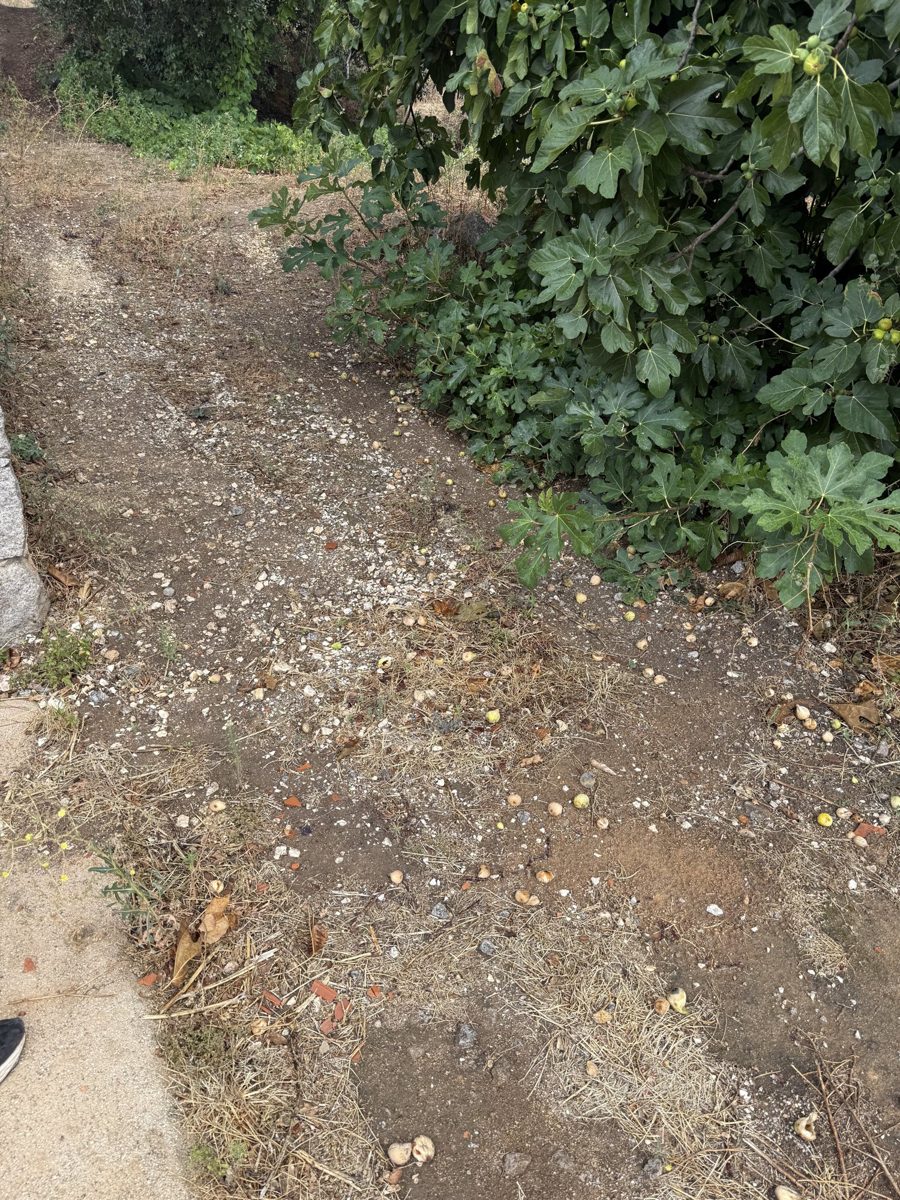 Fallen figs scattered on the ground beneath a fig tree at Raízes da Montanha