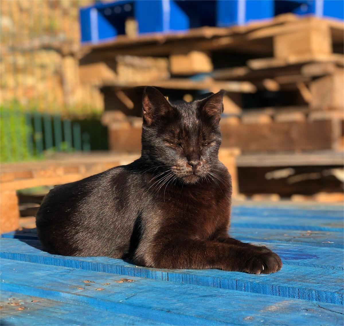 Warehouse cat