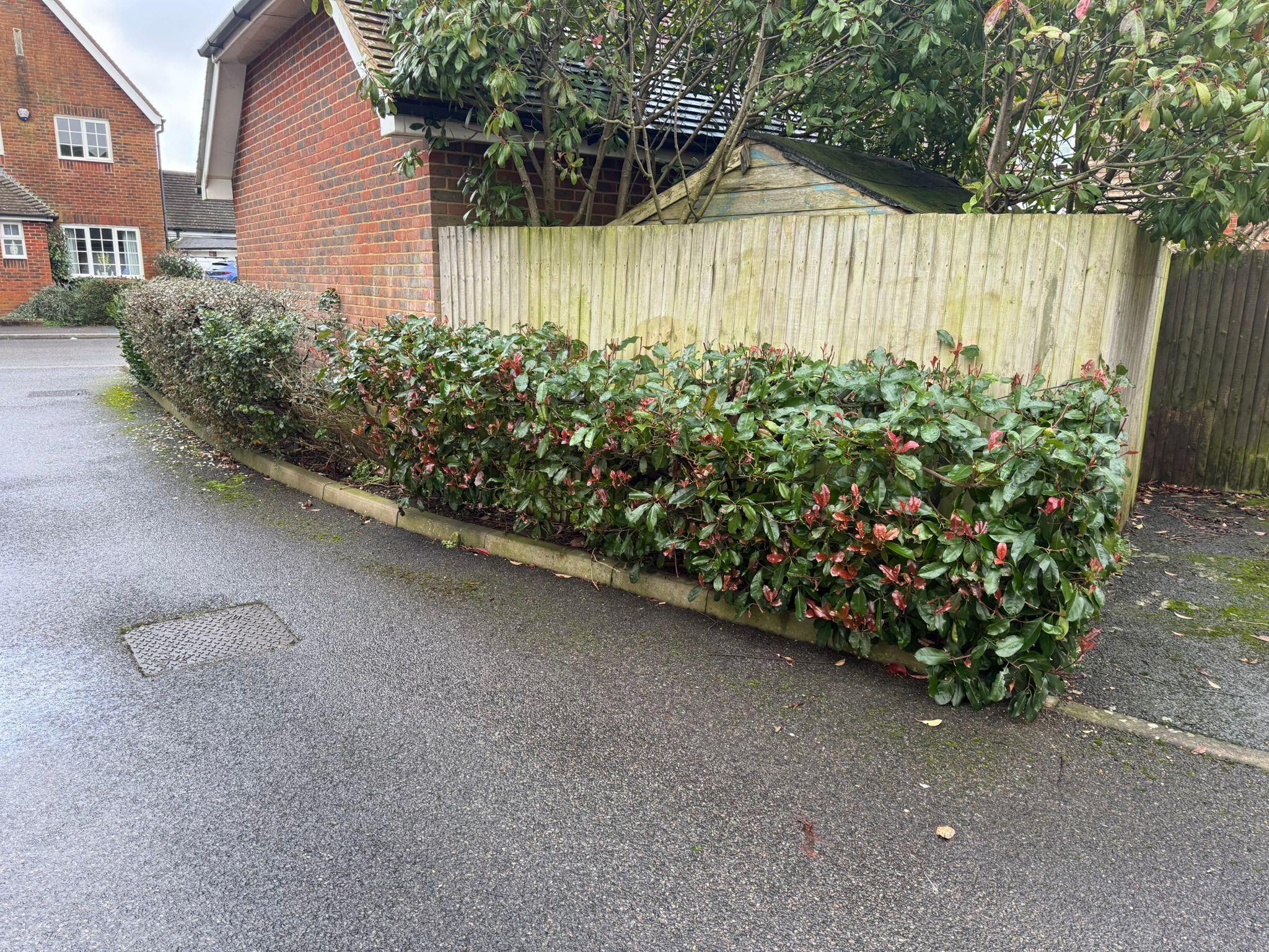 Before & After: Boundary Hedge Trimming - Before