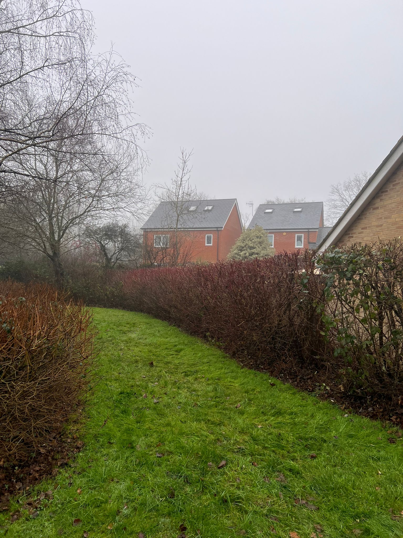 Hedge Maintenance & Grounds Care - Image 1