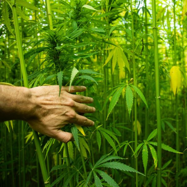 Endoca kenevir tarlası - doğal ve organik CBD üretimi