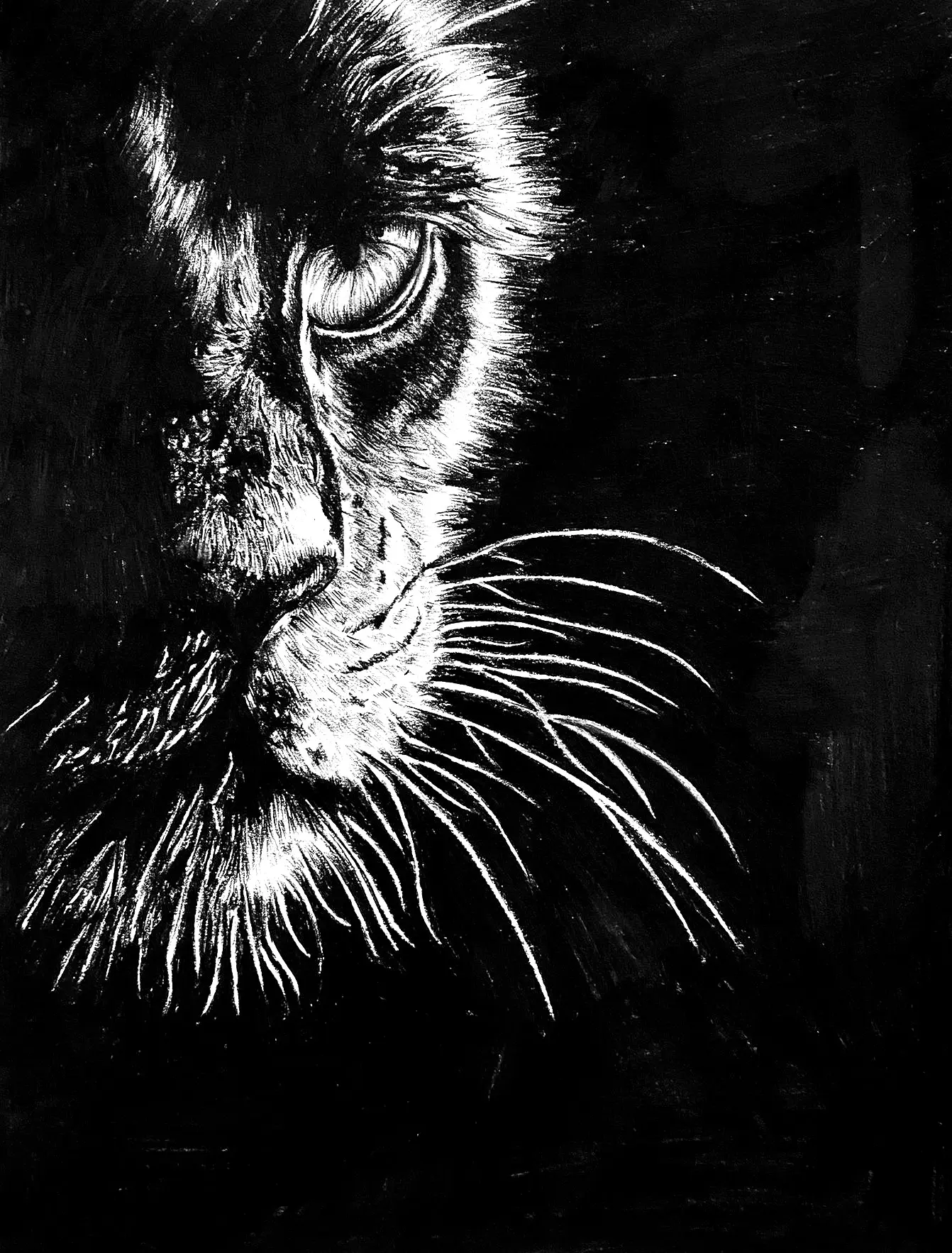 Ritratto di gatto — tecnica chiaroscuro su fondo nero, lavoro degli allievi