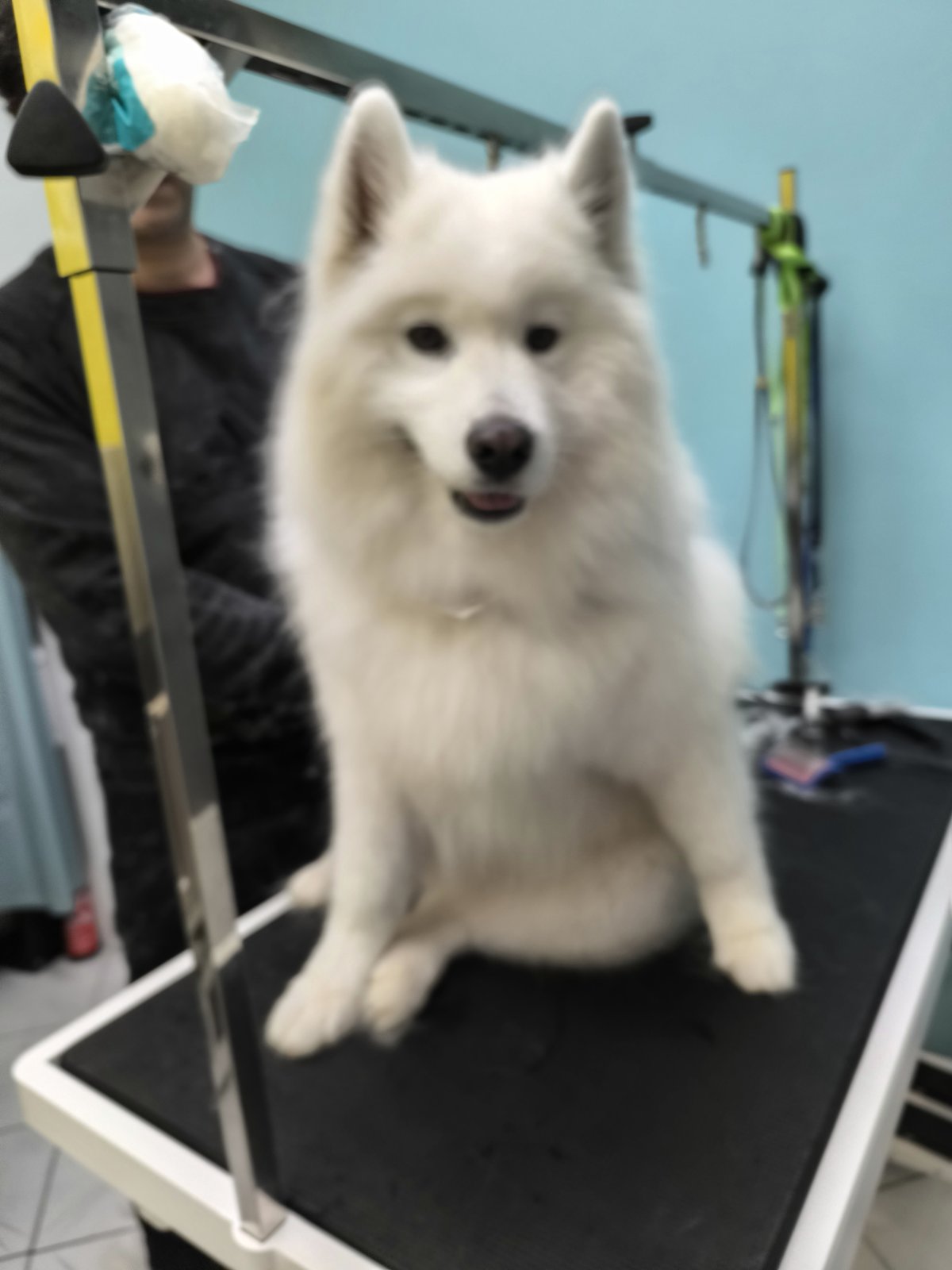 Λευκό Samoyed