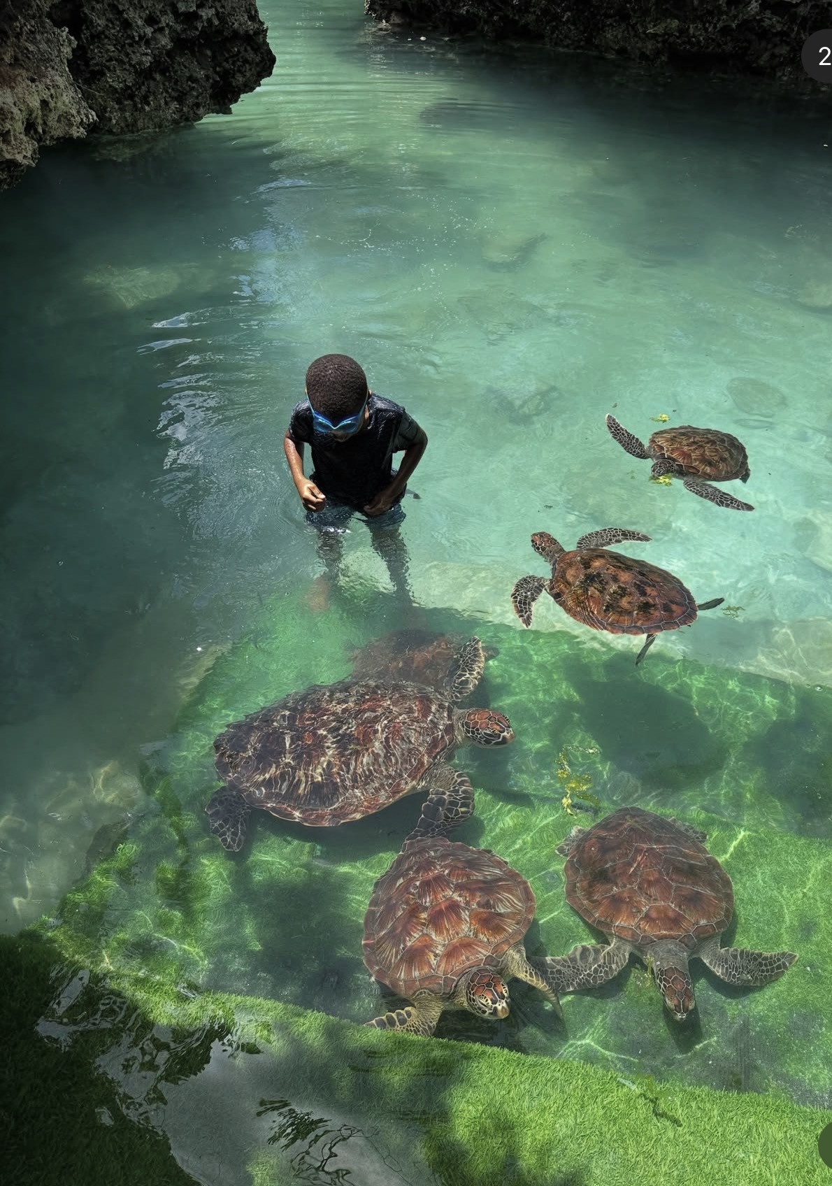Swimming with sea turtles at a stunning cave near Tunu Beach Zanzibar