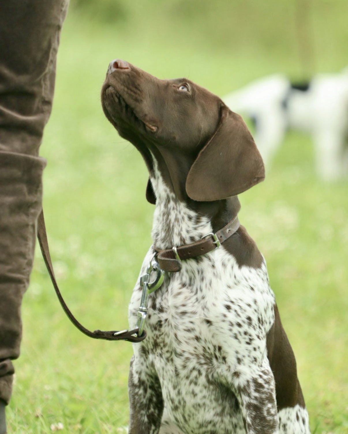 Bijscholingsavond: Trainers verdiepen zich in de continentaal staande hond