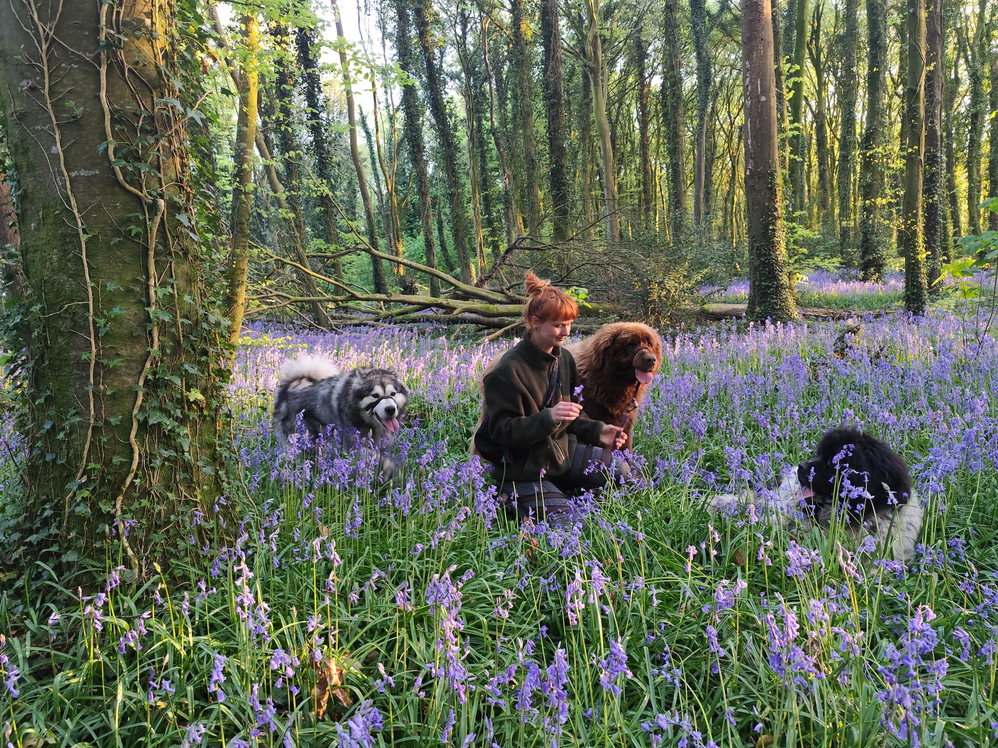Veronika with her dogs in a bluebell forest in Ireland