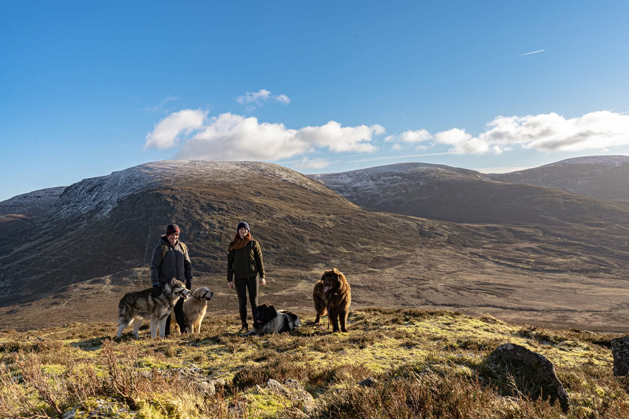 Veronika hiking in Ireland with her four dogs